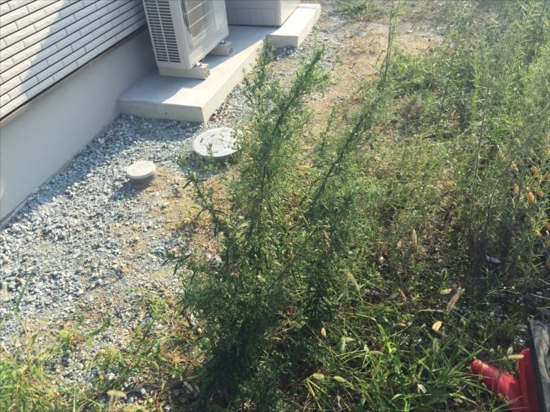 ���� �J�[�|�[�g �G�N�X�e���A ���� ����